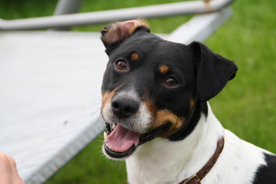 Dansk svensk gaardhund Tjalfe billede 7