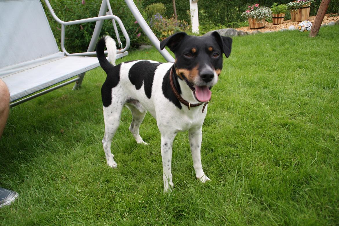 Dansk svensk gaardhund Tjalfe billede 8