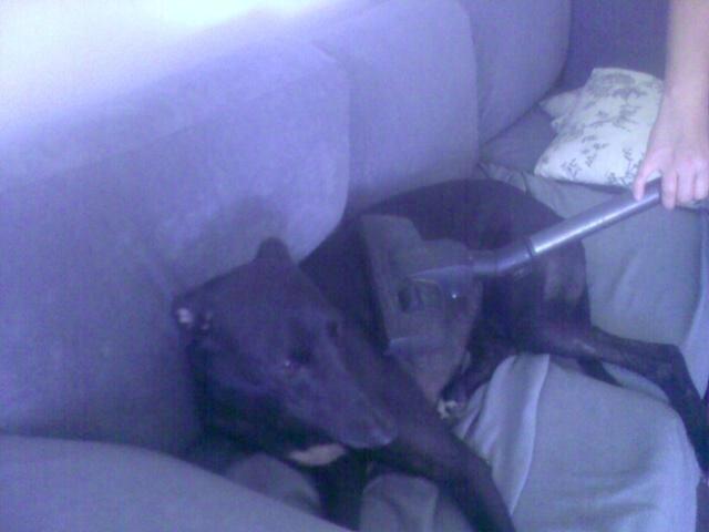 Greyhound Andy billede 9