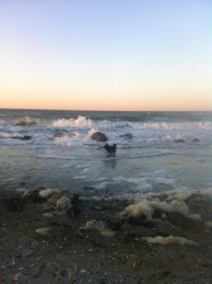 Chihuahua Luca - Vandhund? Næppe, men kan da godt dyppe tæerne. ;) billede 7