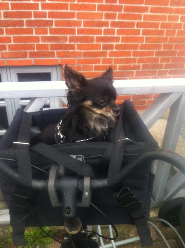 Chihuahua Luca - Cykeltur, dét sjov! Næsen kan næsten ikke følge med! billede 8