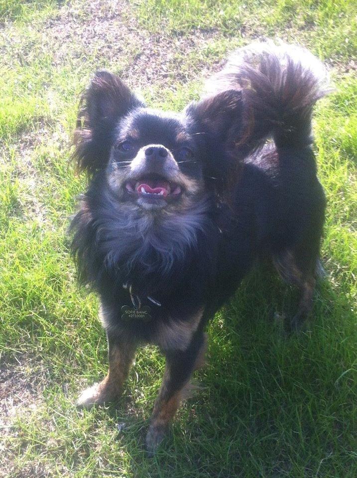 Chihuahua Luca - Sol og Sommer kan vi li'! Og leg! billede 1