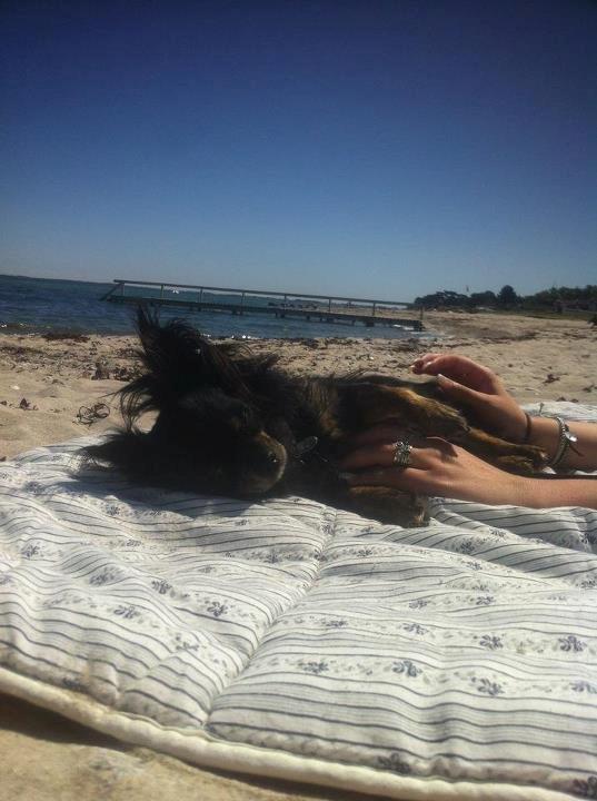 Chihuahua Luca - Nyder vejret og udnytter mors veninde. Der er ikke noget der hedder at stoppe med at nusse. ;) billede 9