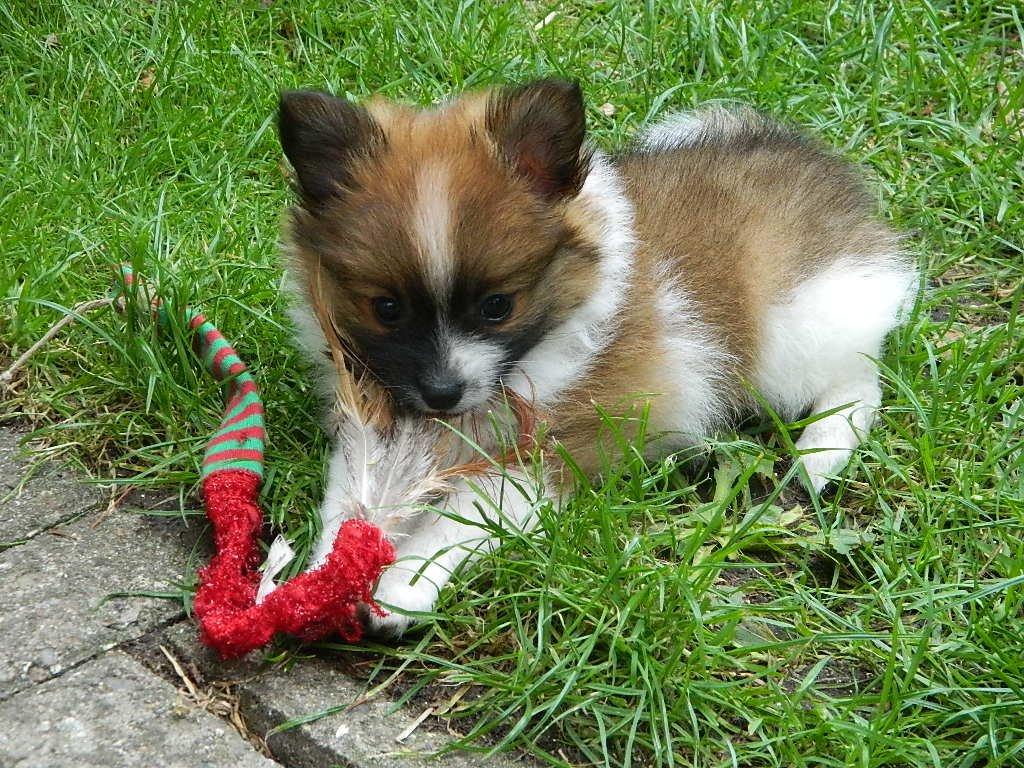 Blanding af racer **** Messi **** billede 3