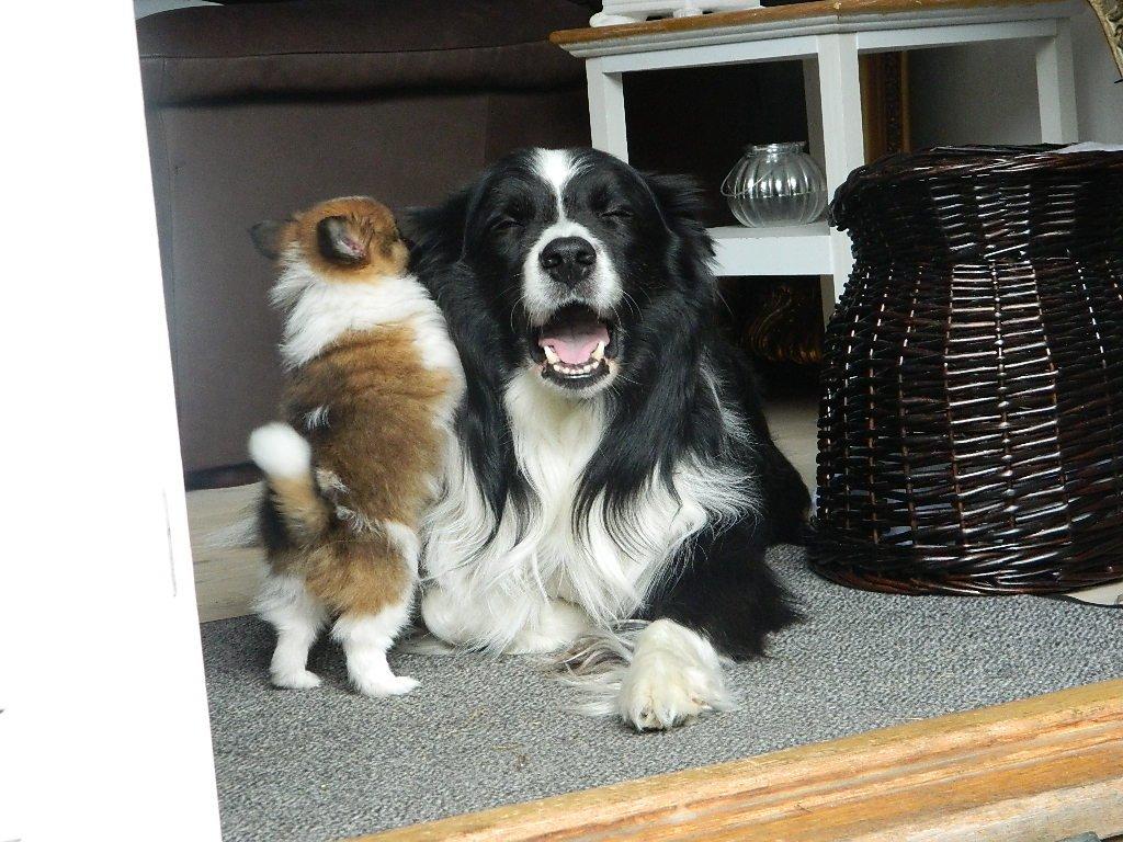 Blanding af racer **** Messi **** - Lillebror og Storebror <3 billede 6