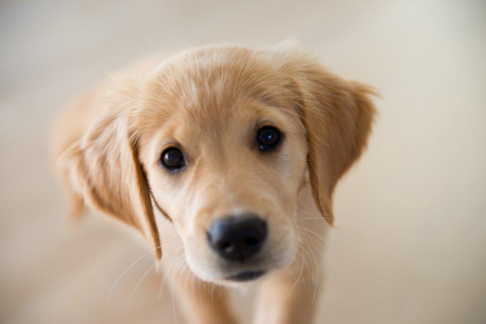 Golden retriever Rosemosegårds Celica - Clara - Sælungeblik version 1.0 billede 1
