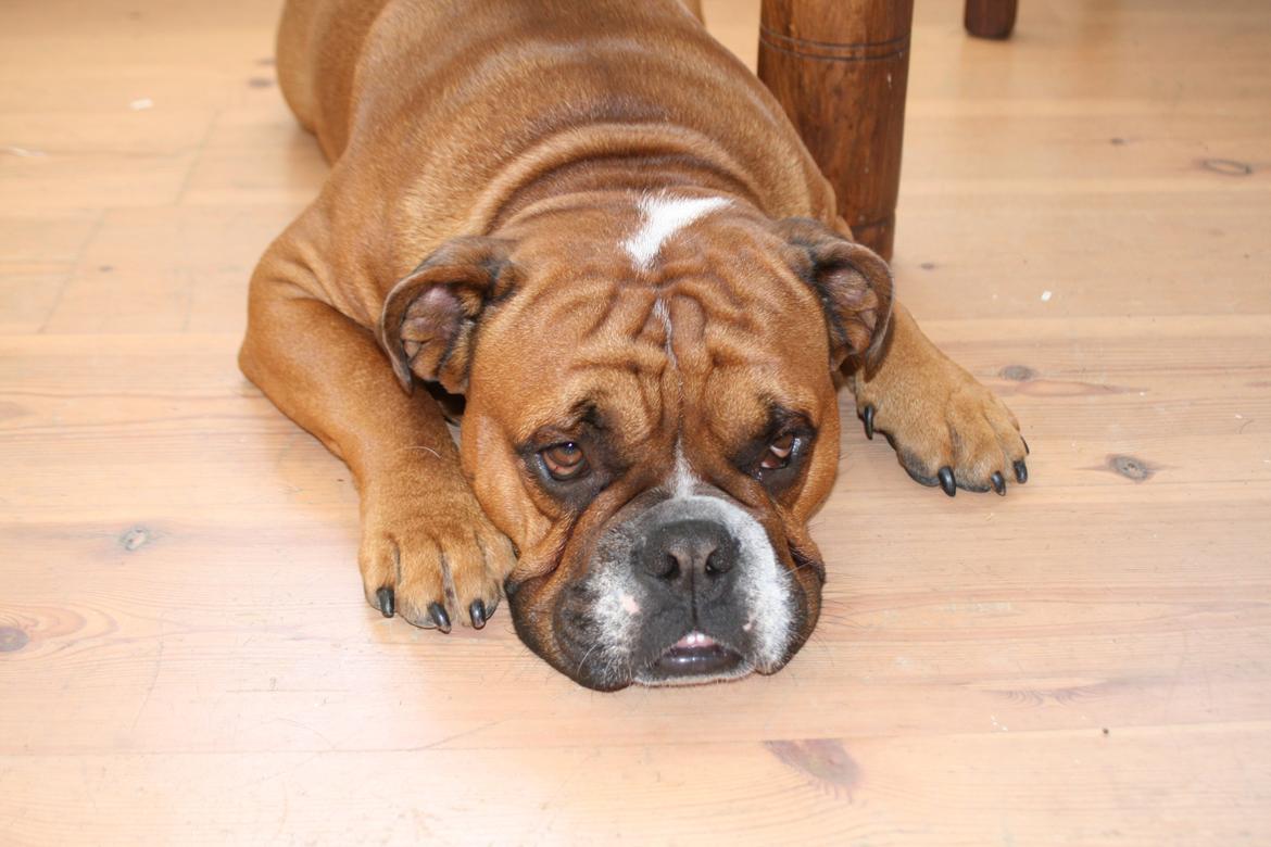 Engelsk bulldog Otto billede 6