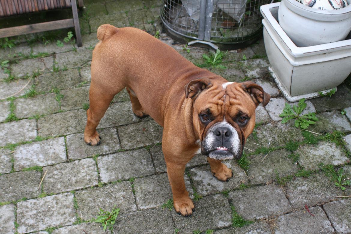 Engelsk bulldog Otto billede 7