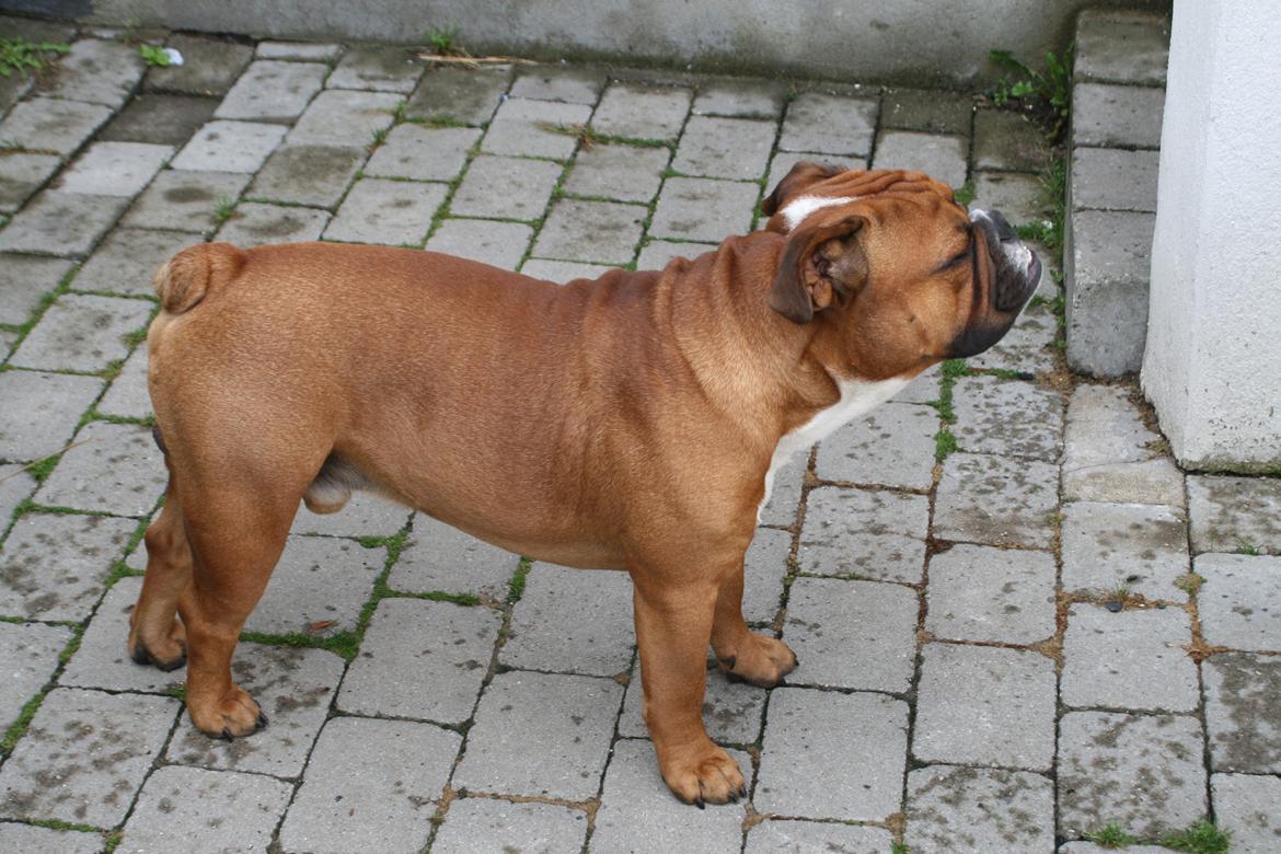 Engelsk bulldog Otto billede 8