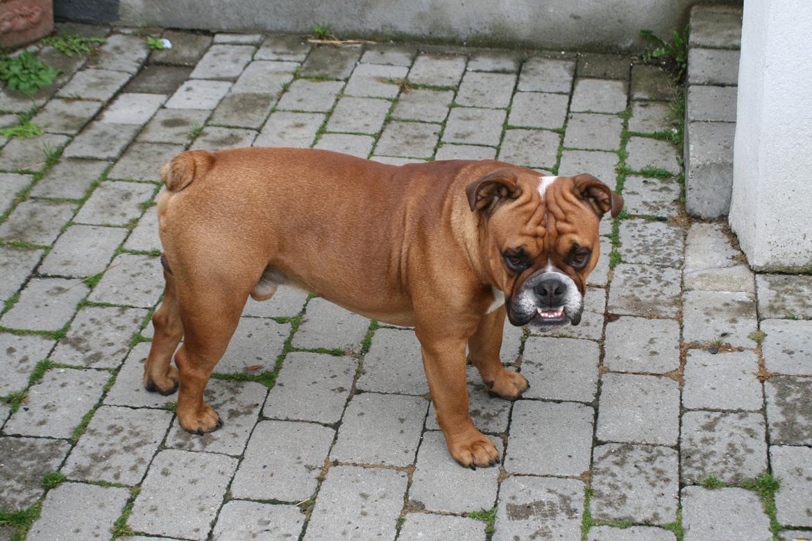 Engelsk bulldog Otto billede 9