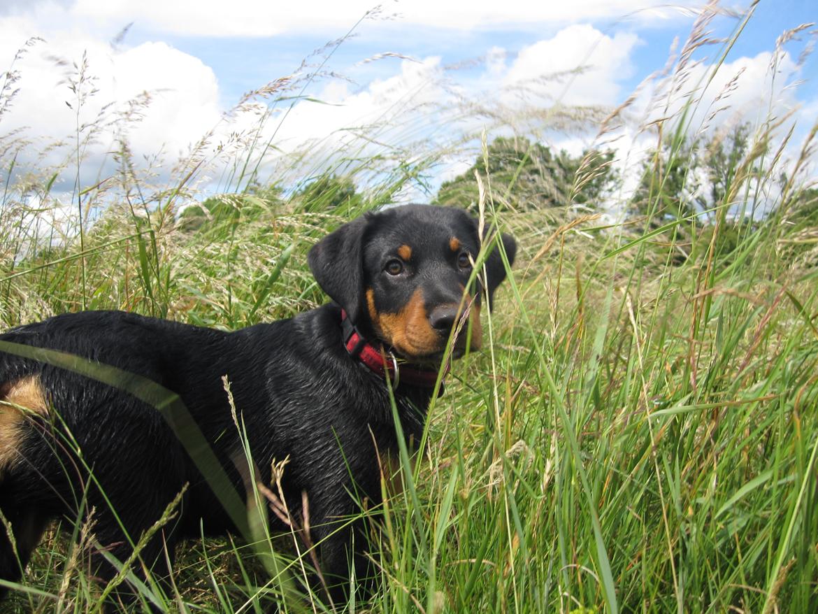 Blanding af racer Ashia - På stranden billede 9