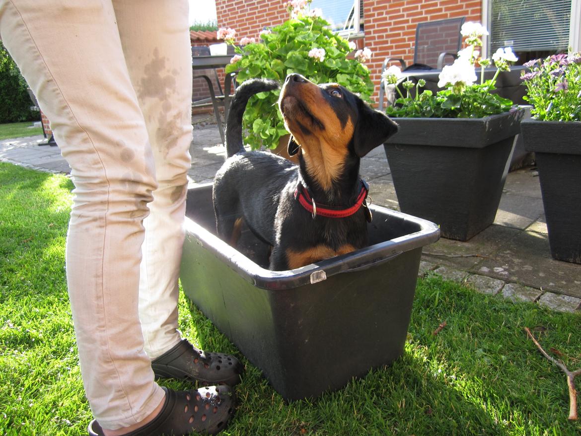 Blanding af racer Ashia billede 4