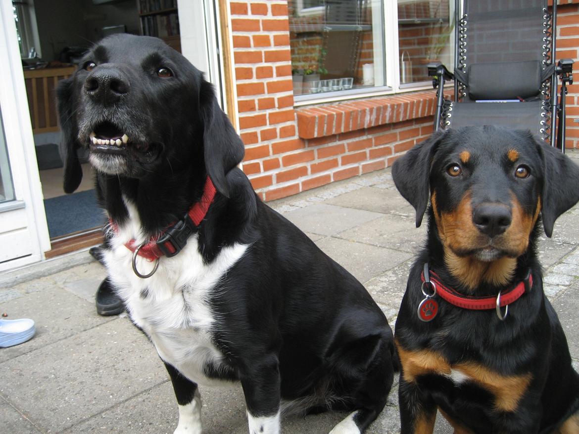 Blanding af racer Ashia - Ashia sammen med storebror, Simba billede 3