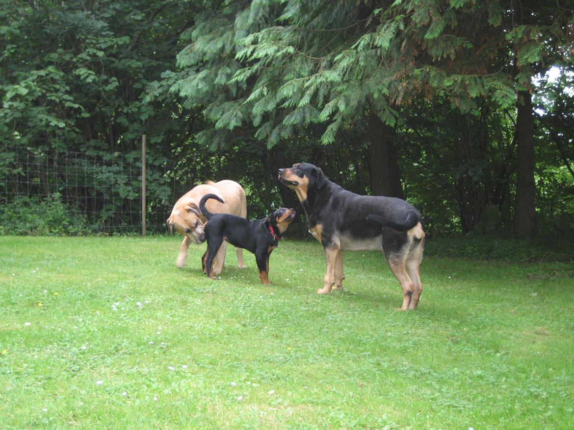 Blanding af racer Ashia billede 5