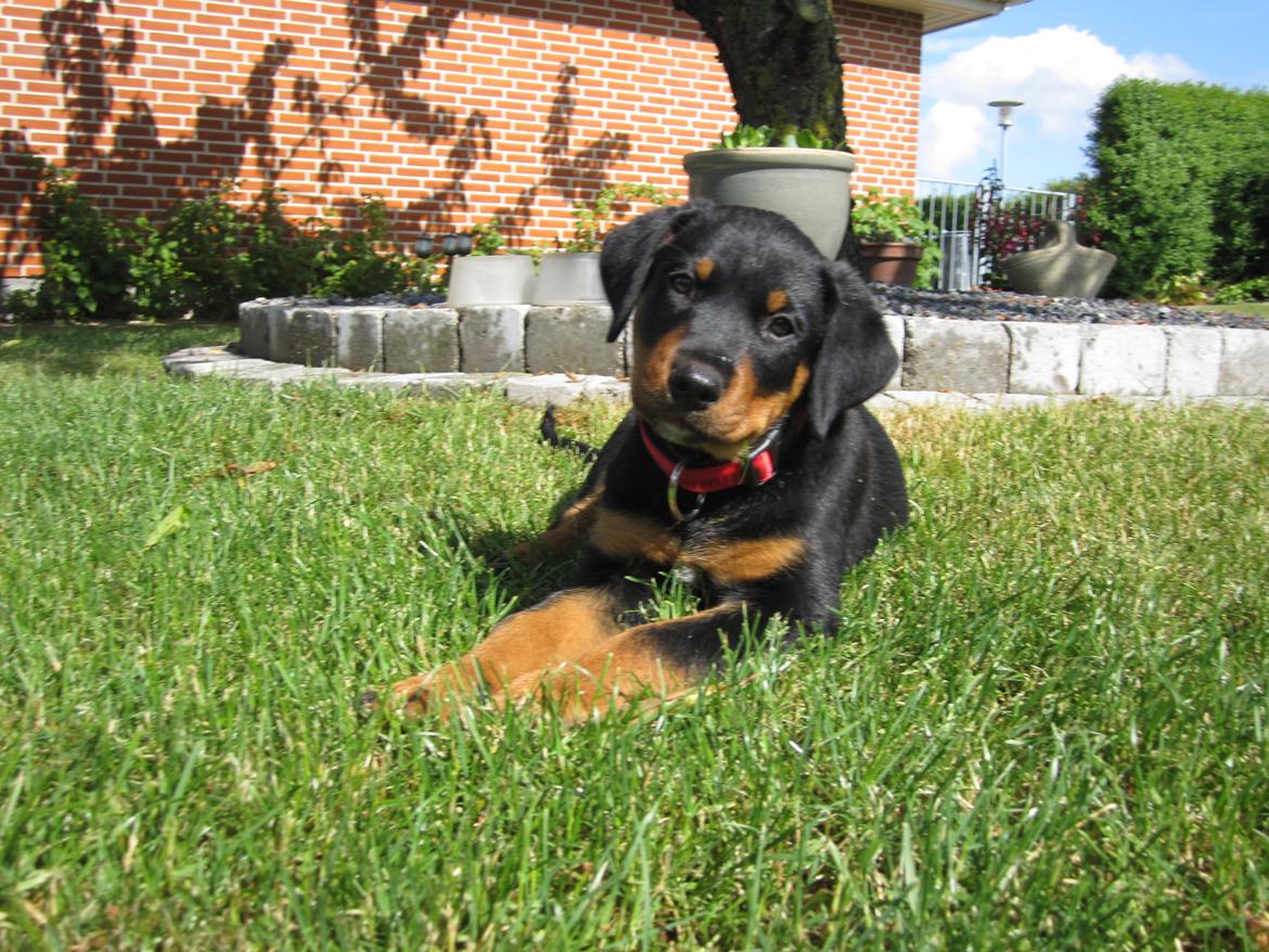 Blanding af racer Ashia - 9 uger billede 7