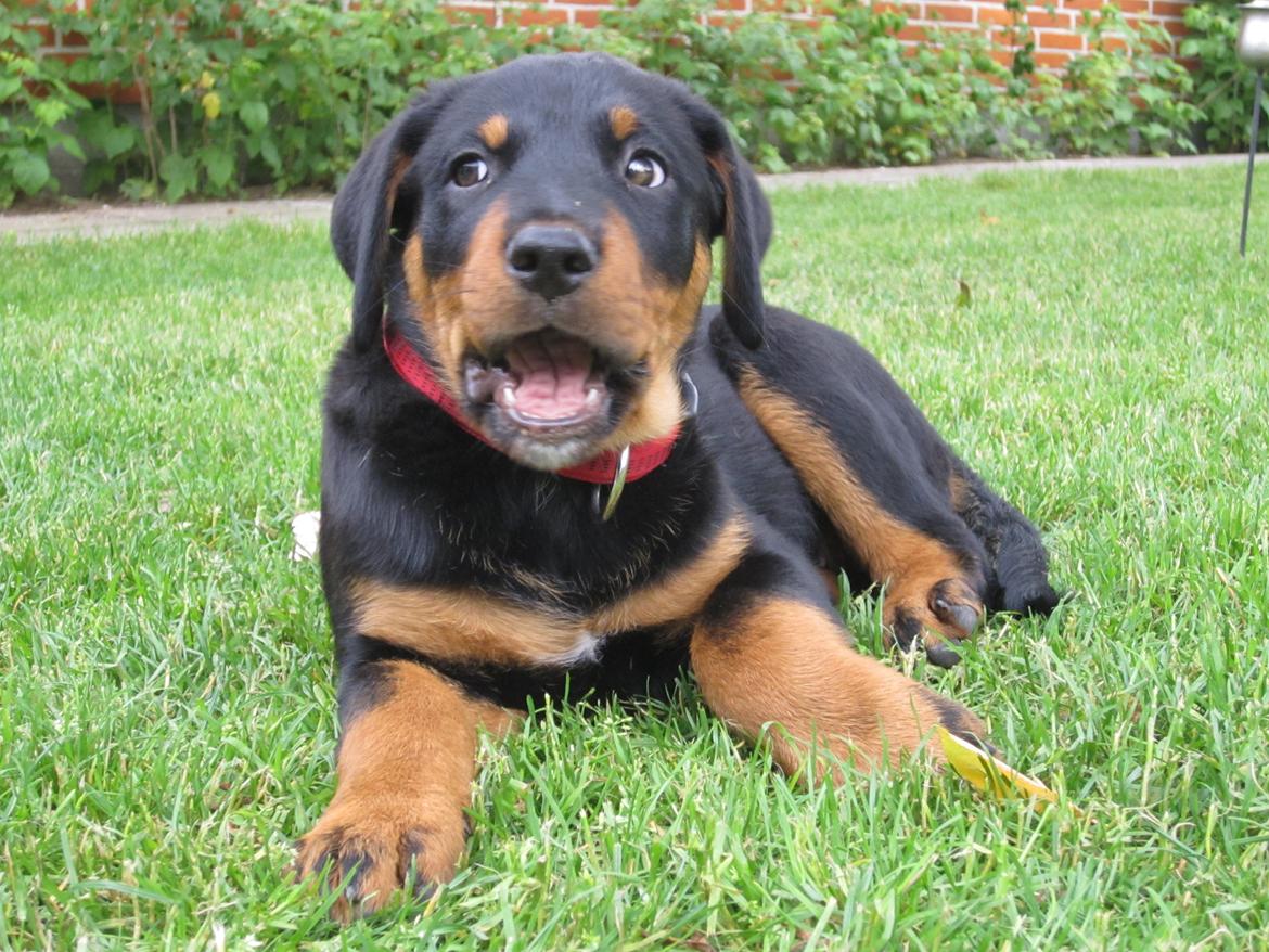 Blanding af racer Ashia - 10 uger billede 10