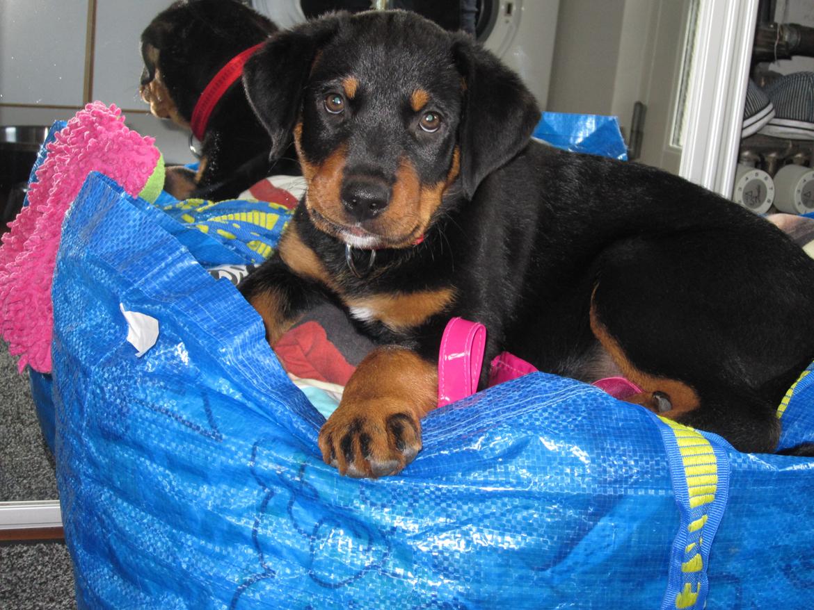 Blanding af racer Ashia billede 12