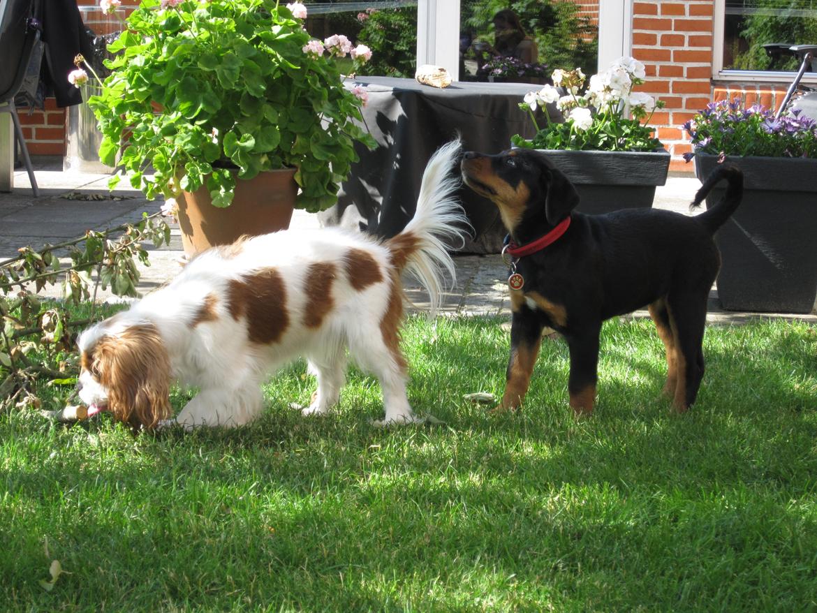 Blanding af racer Ashia billede 13