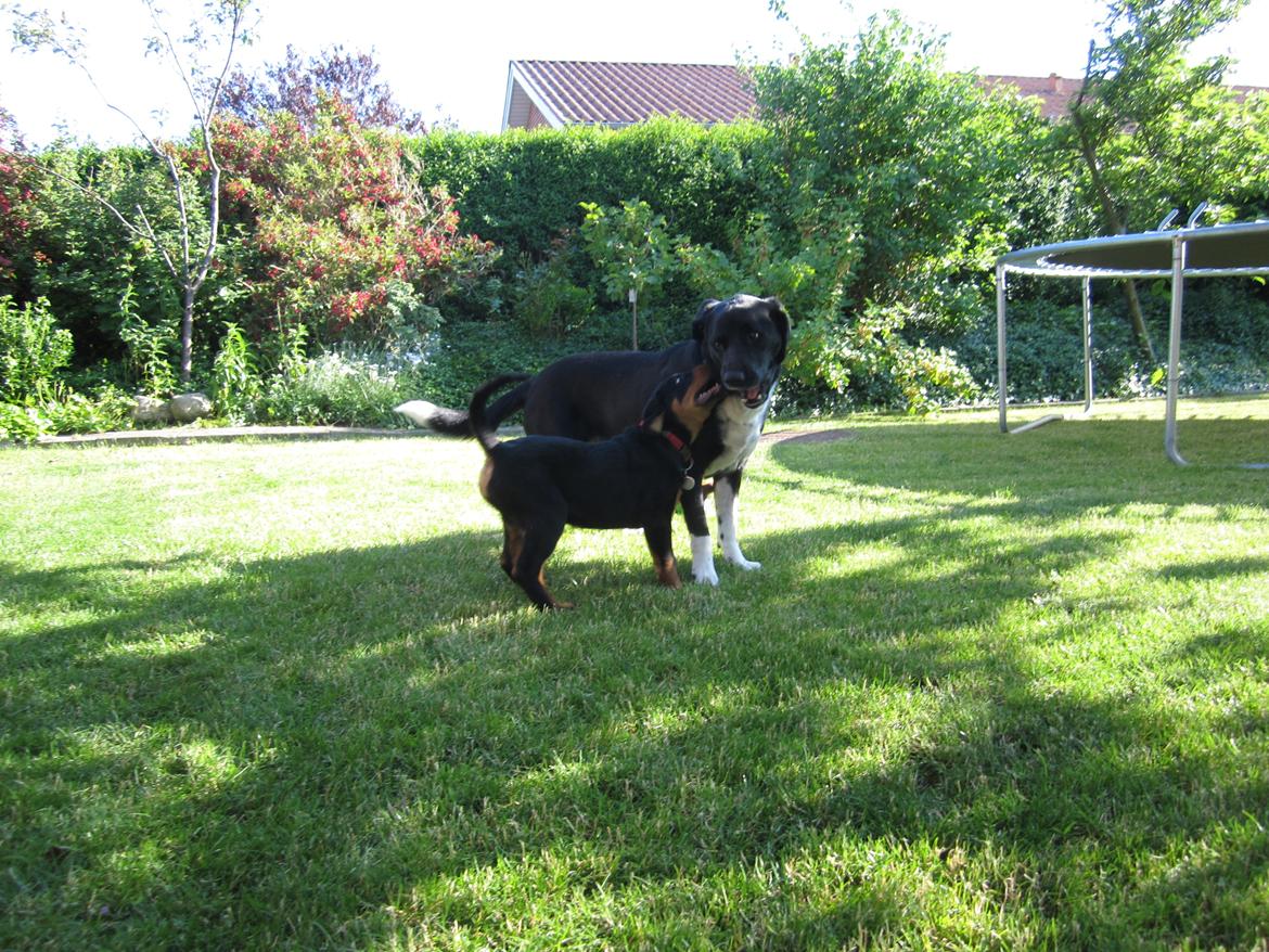 Blanding af racer Ashia billede 14