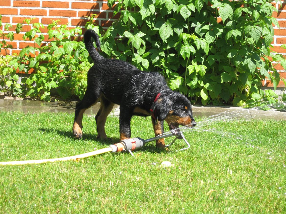 Blanding af racer Ashia billede 11