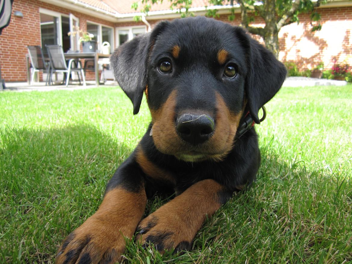 Blanding af racer Ashia billede 15