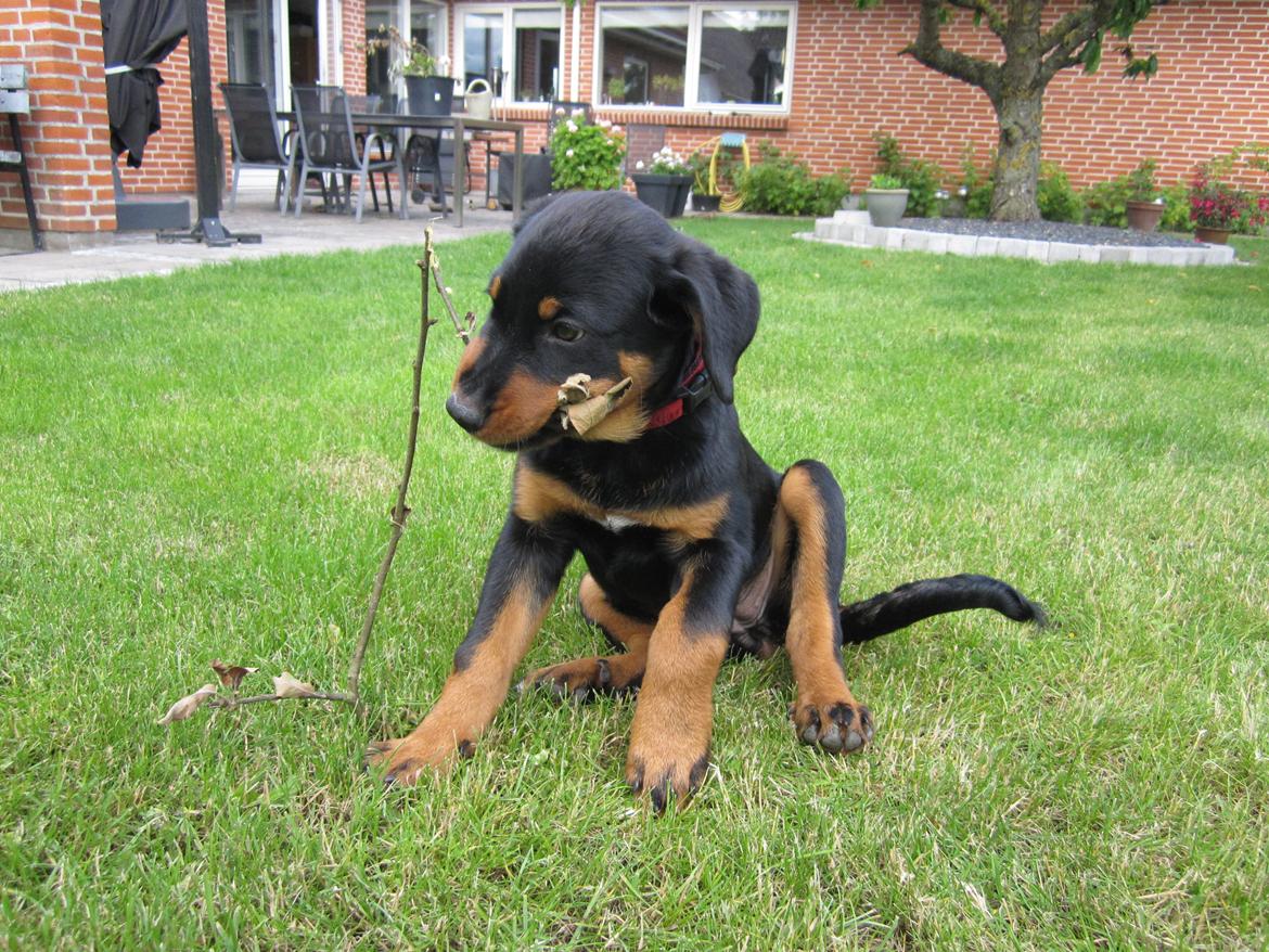 Blanding af racer Ashia billede 16