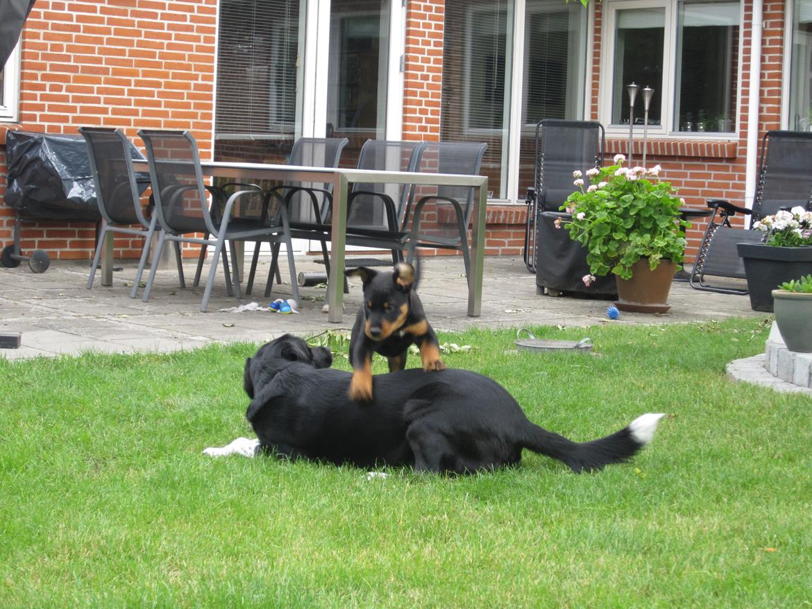 Blanding af racer Ashia billede 8