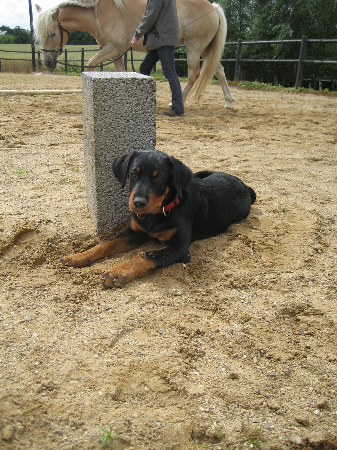 Blanding af racer Ashia billede 17