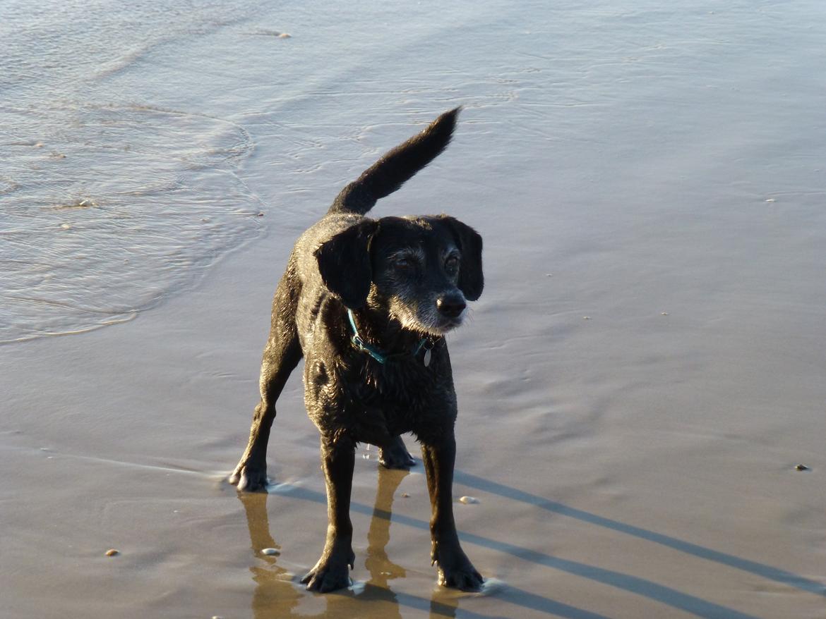 Blanding af racer Barney - Vesterhavshund billede 1