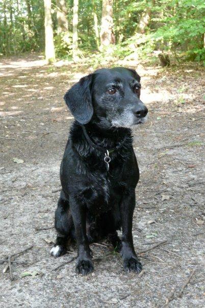 Blanding af racer Barney - Våd snoop billede 2