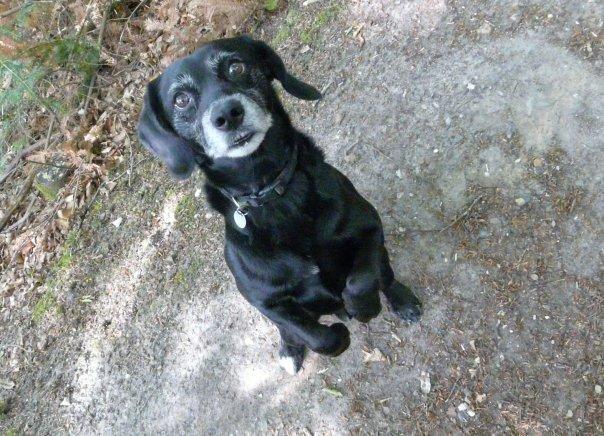 Blanding af racer Barney - lidt "Dobbyagtig" billede 3