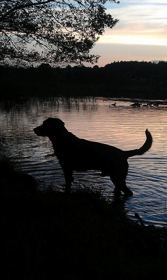 Blanding af racer Barney - I Silkeborg Langsø billede 4