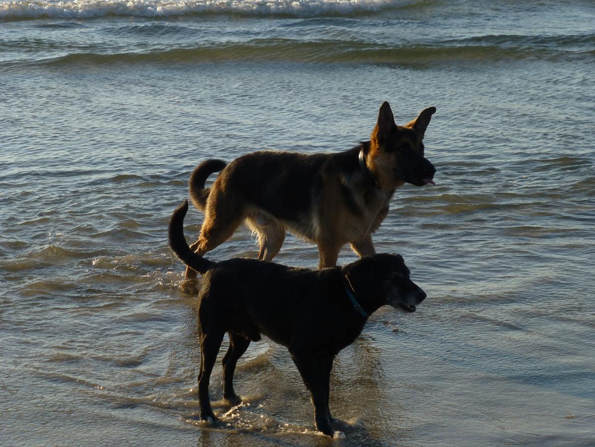 Blanding af racer Barney - Sammen med lillebror billede 5