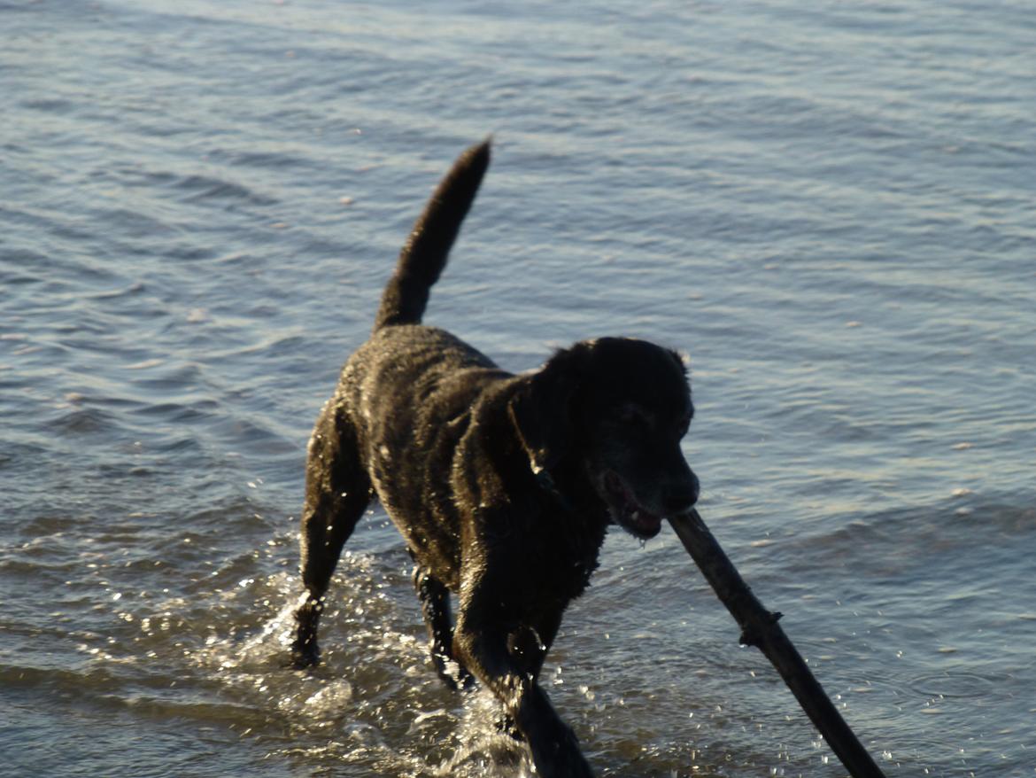 Blanding af racer Barney - har hentet pind i farligt vand (-; billede 6