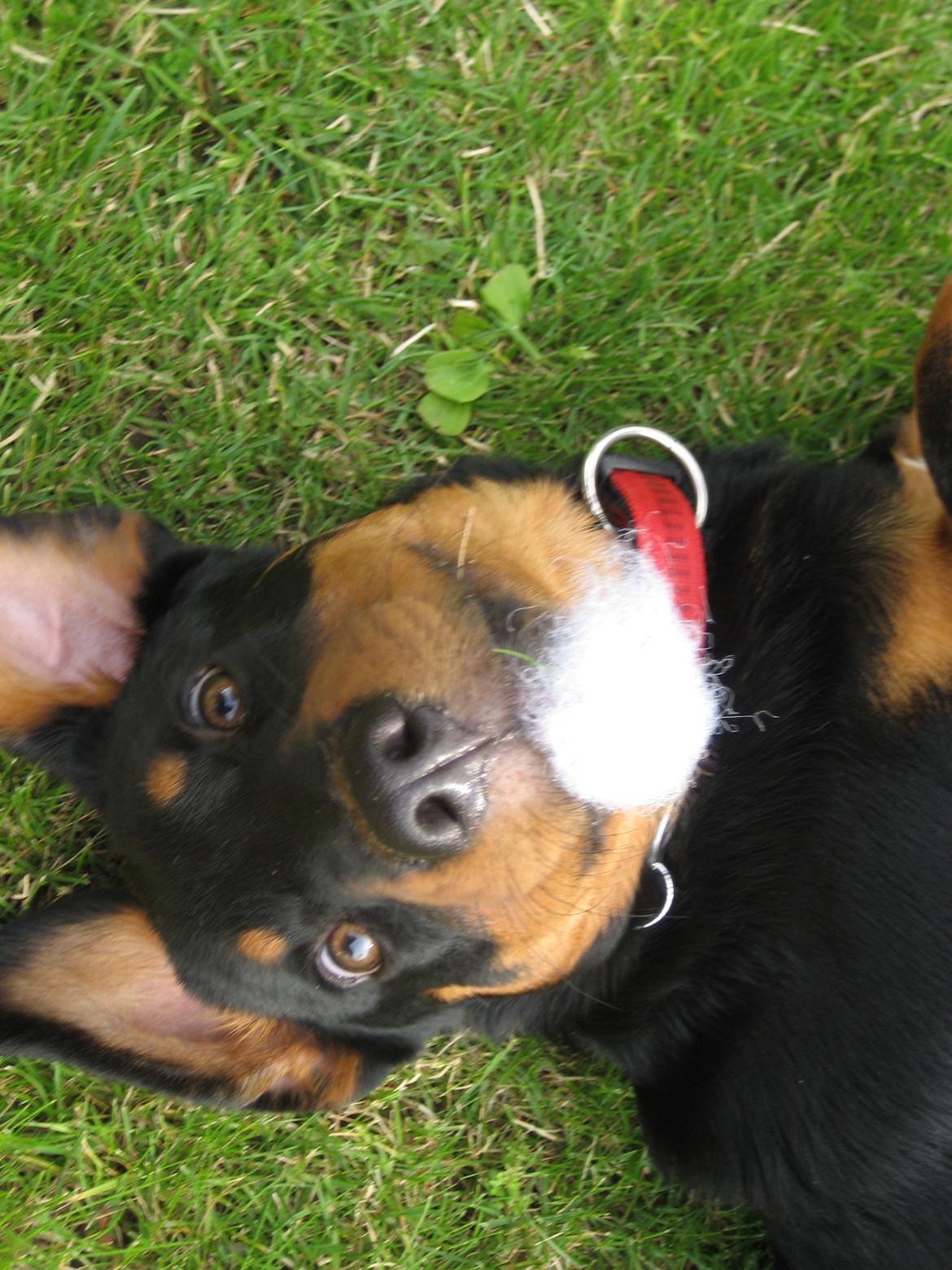 Blanding af racer Ashia - Laver ballade - har "fundet" noget vat billede 18