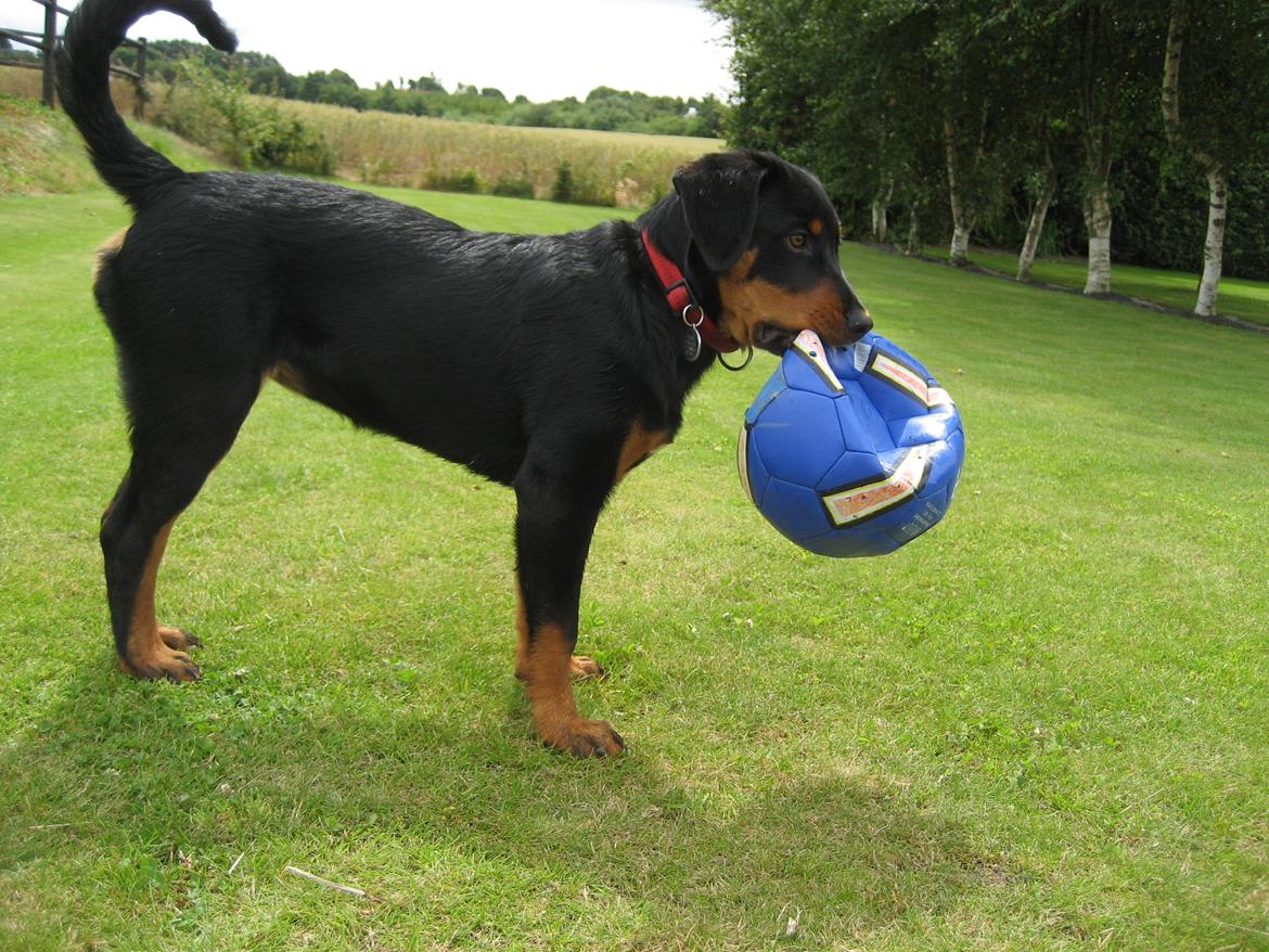 Blanding af racer Ashia billede 19