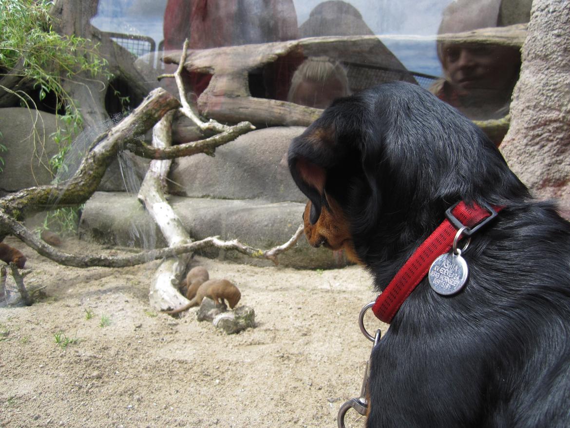 Blanding af racer Ashia - Med i Ålborg Zoo billede 20