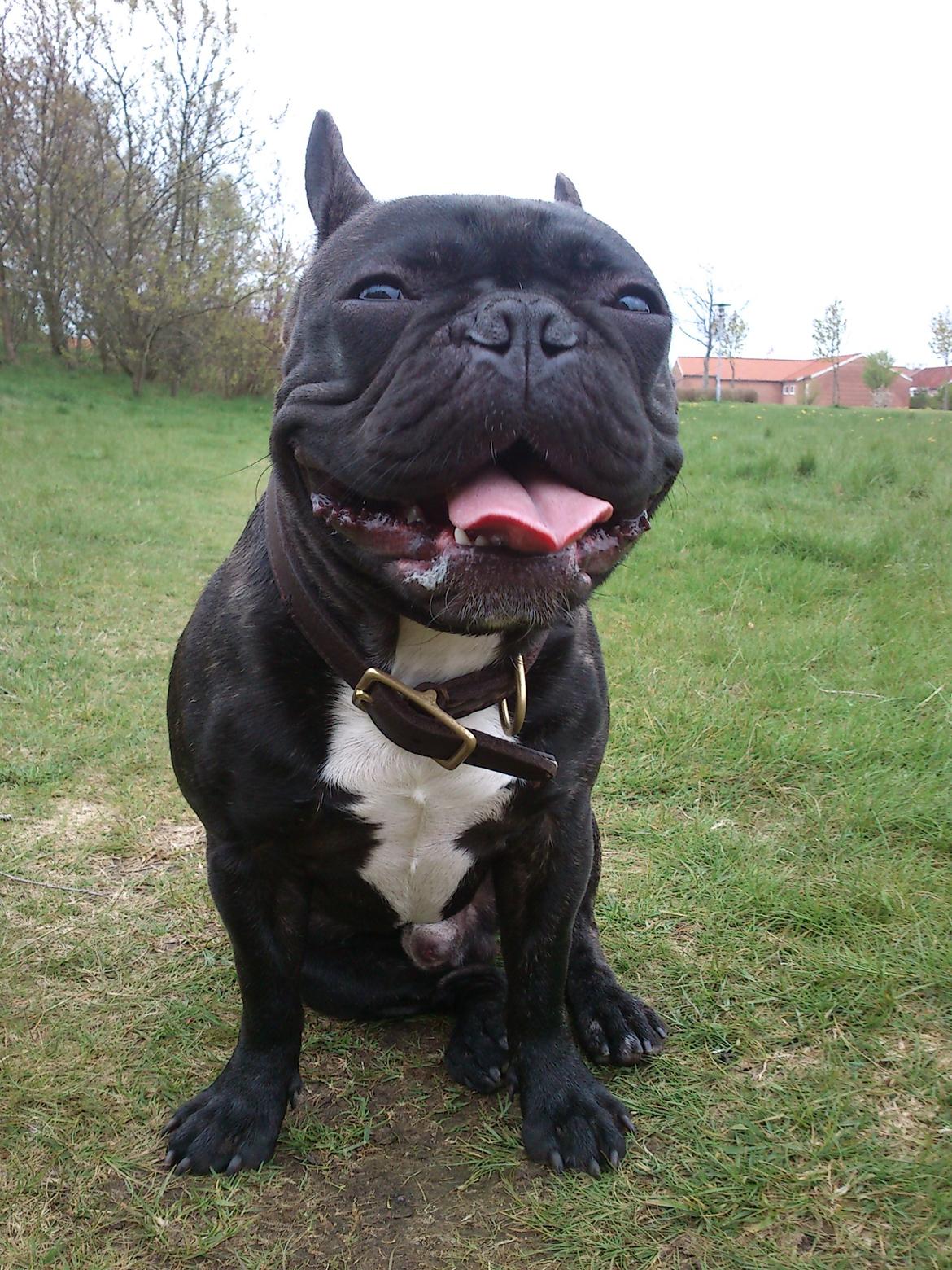 Fransk bulldog Carlos billede 1