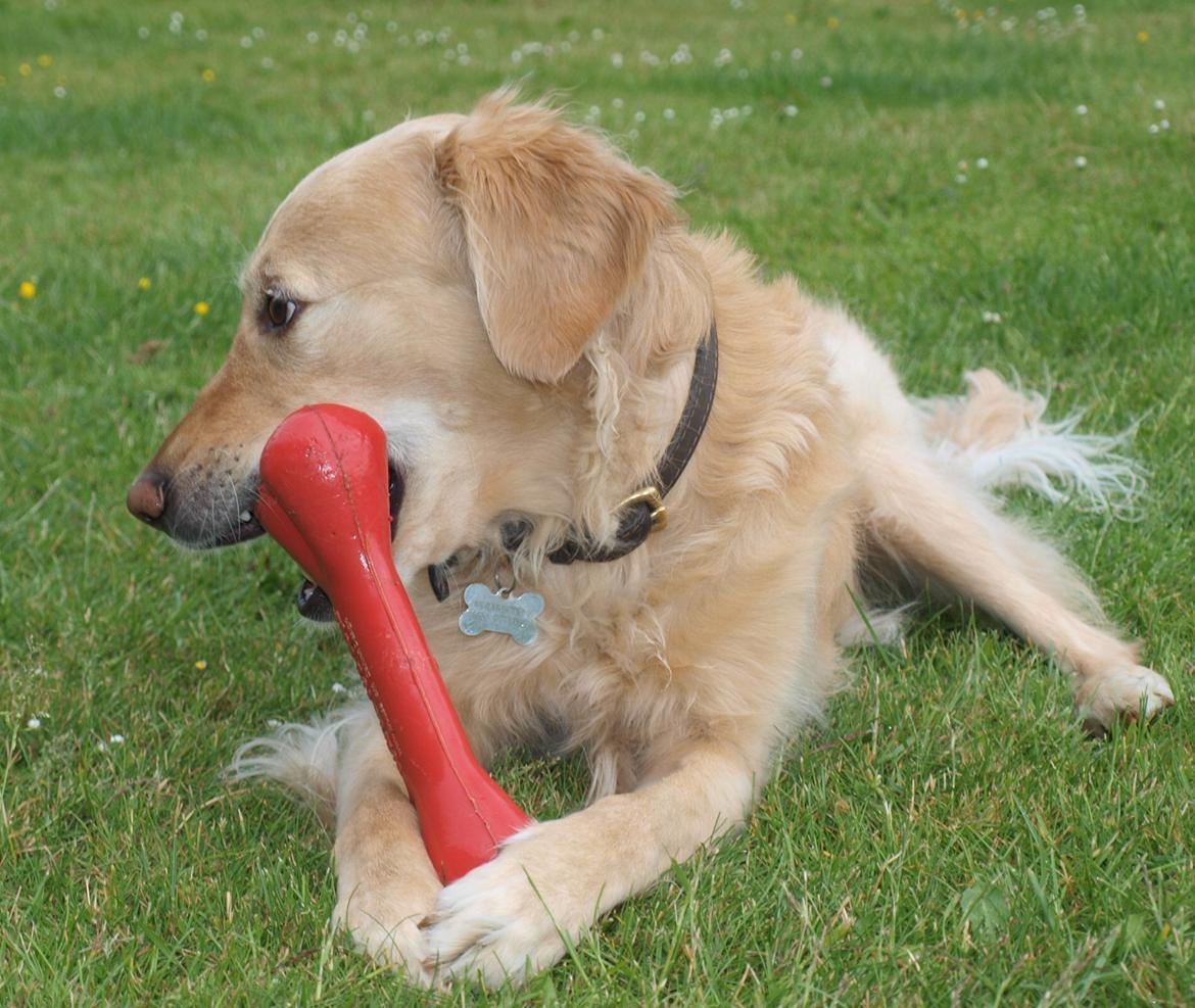 Golden retriever Rosengårdens Soffy billede 3