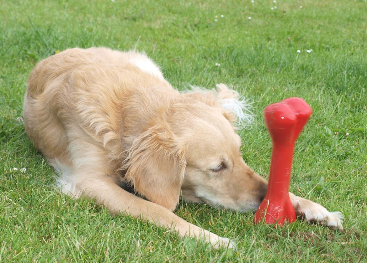 Golden retriever Rosengårdens Soffy billede 15