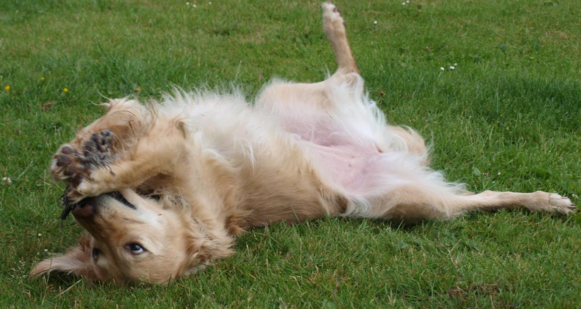 Golden retriever Rosengårdens Soffy billede 6