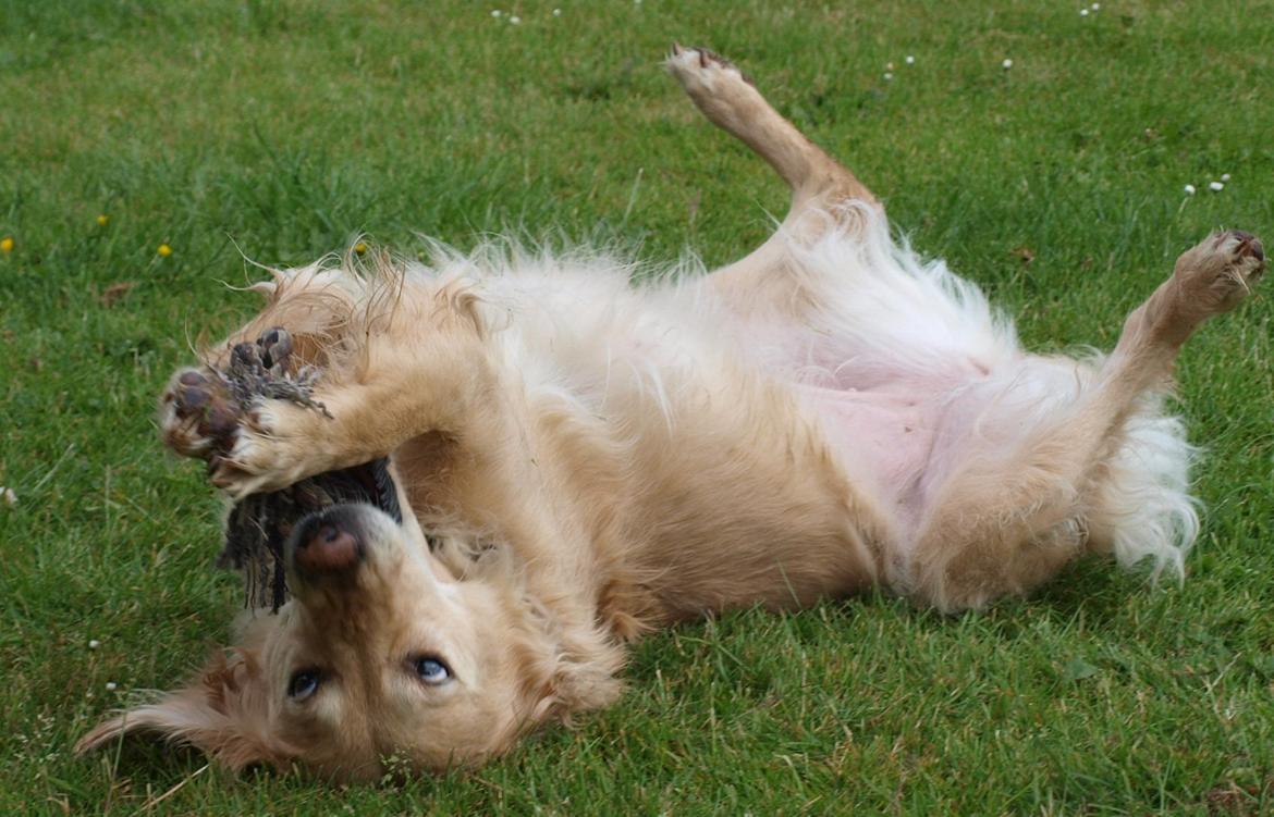 Golden retriever Rosengårdens Soffy billede 7