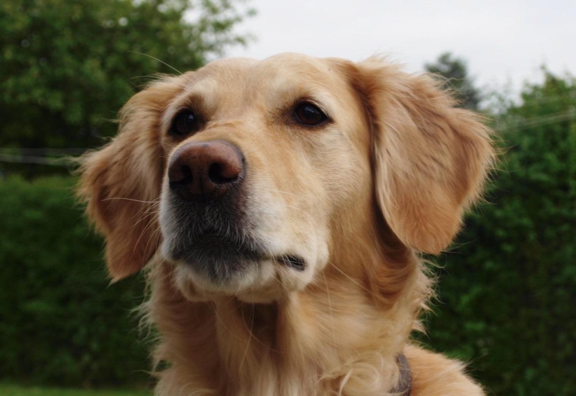 Golden retriever Rosengårdens Soffy billede 8