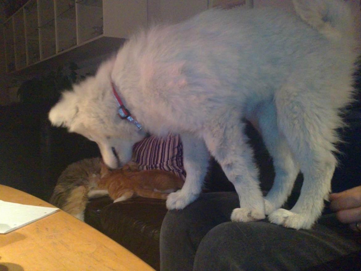 Dansk Spids Ami billede 2