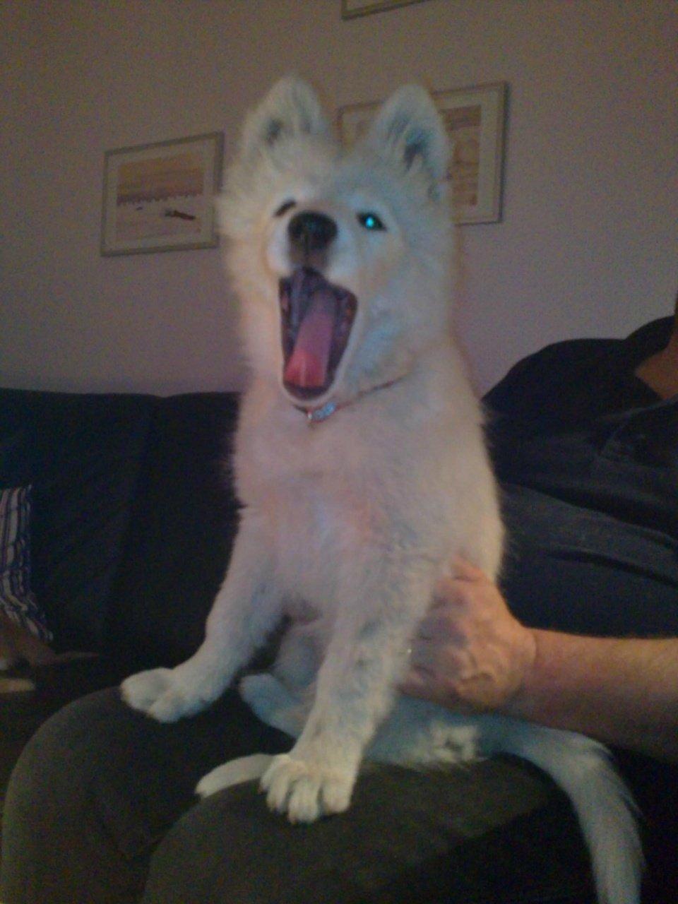 Dansk Spids Ami billede 3