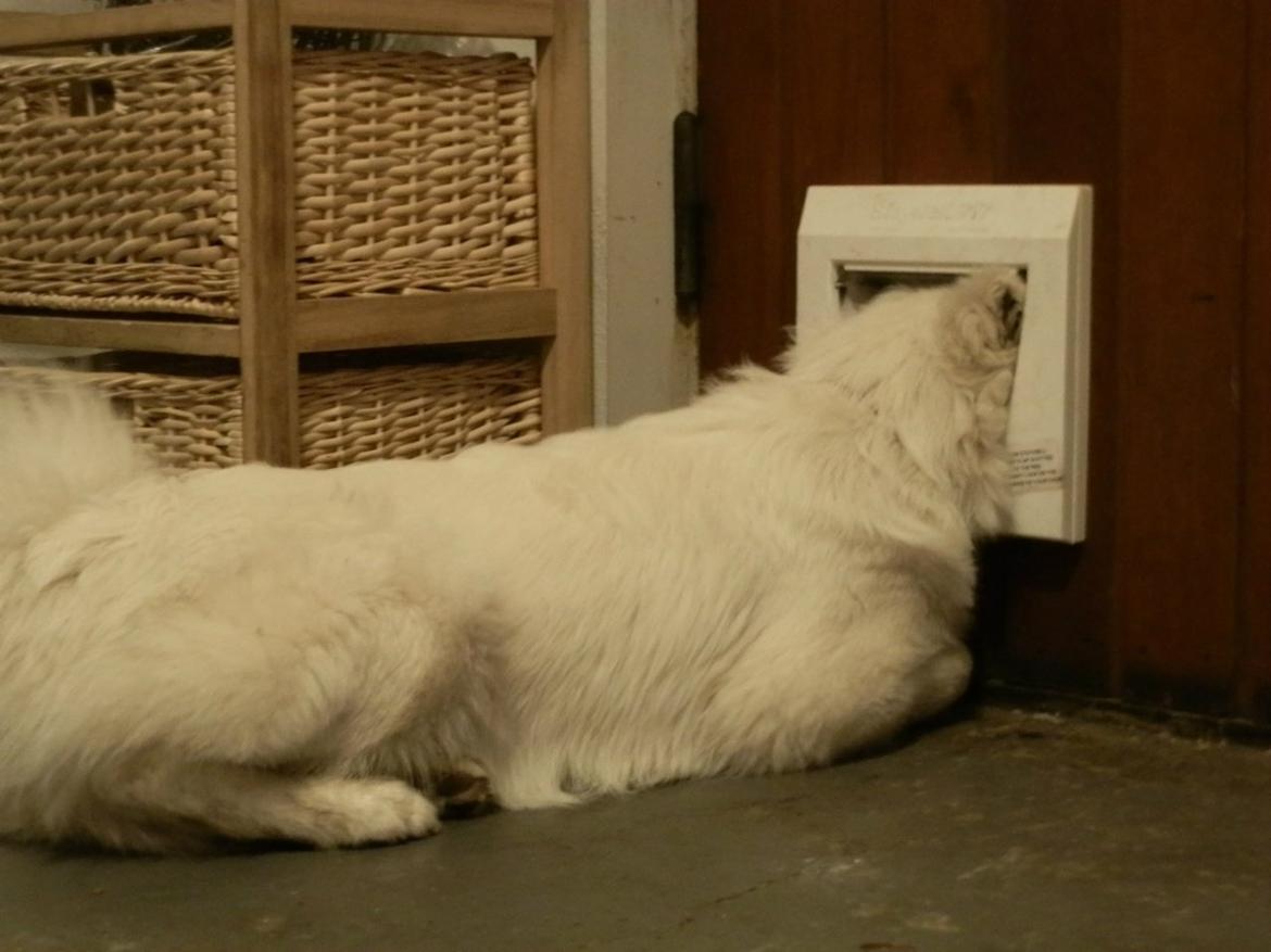 Dansk Spids Ami billede 4