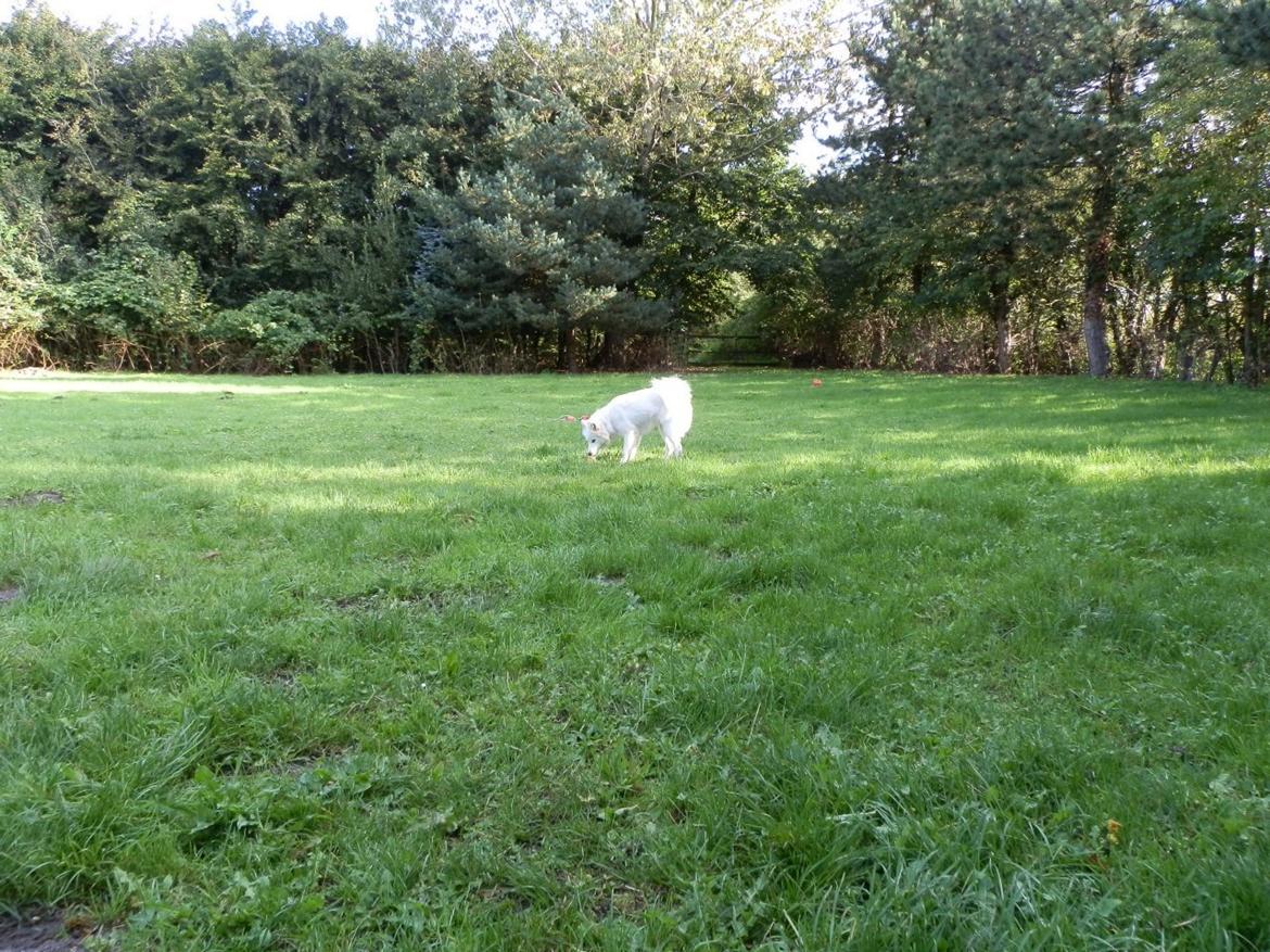 Dansk Spids Ami billede 5