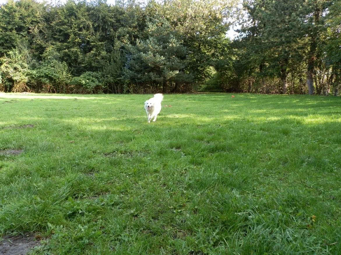 Dansk Spids Ami billede 6