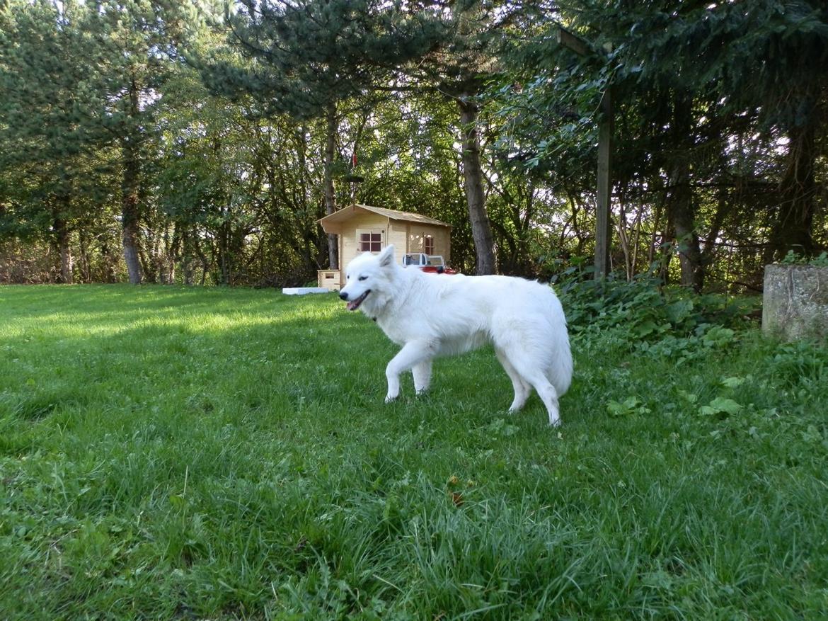 Dansk Spids Ami billede 7