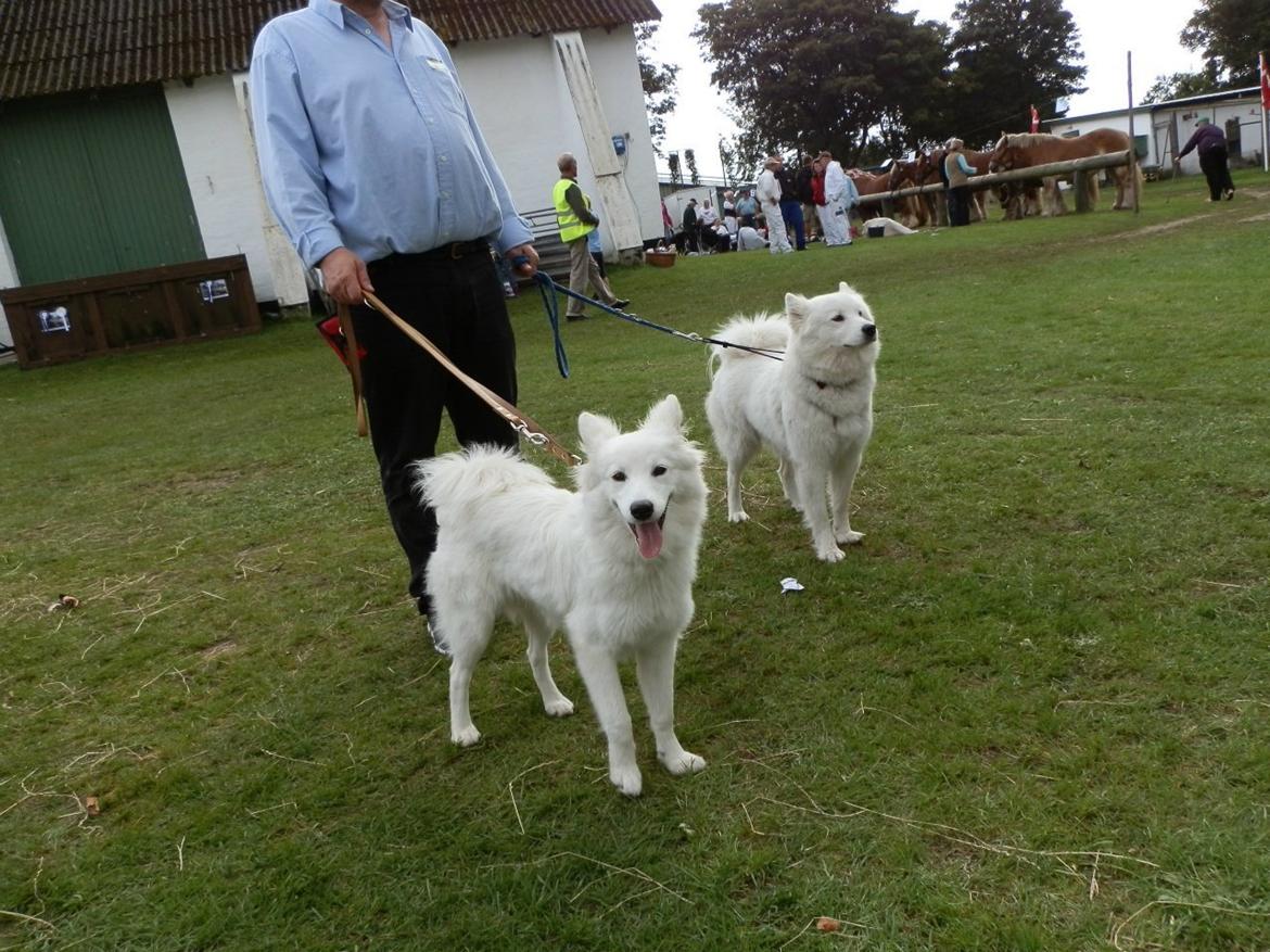 Dansk Spids Ami billede 8